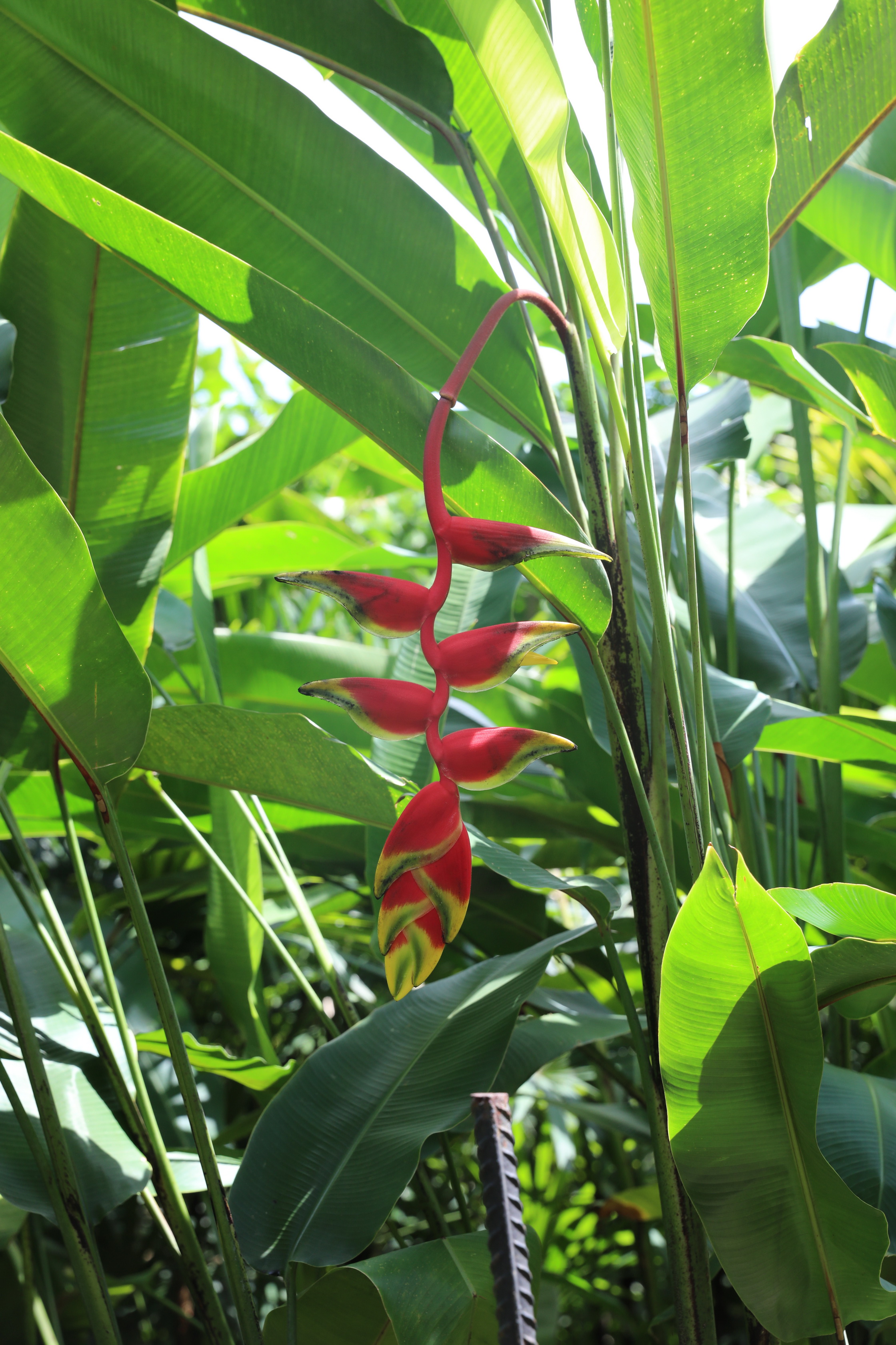 2020 02 03 14 14 59 Canon EOS 5D Mark IV 0023